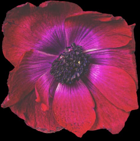 flower-shop-to-wedding-florist