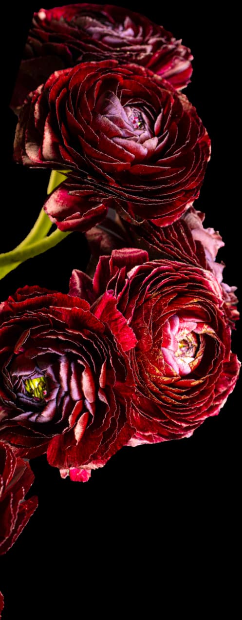 how-to-choose-perfect-bridal-bouquet