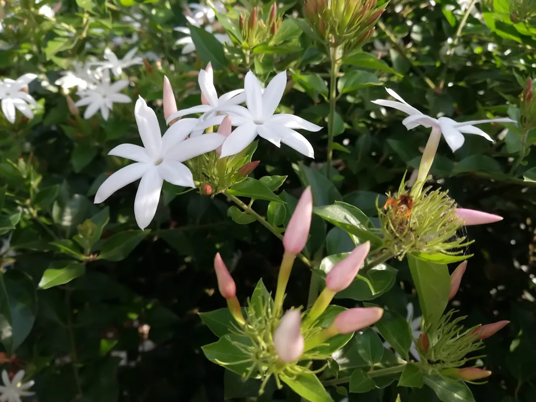 Jasmine (Mogra, Gajra) in Indian Weddings
