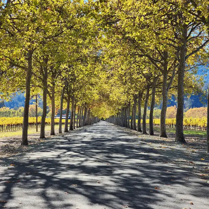 Beaulieu Garden — Indian Wedding Florist